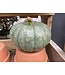 26 Pumpkin Medium