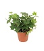The Plant Shoppe 4" Ivy - English