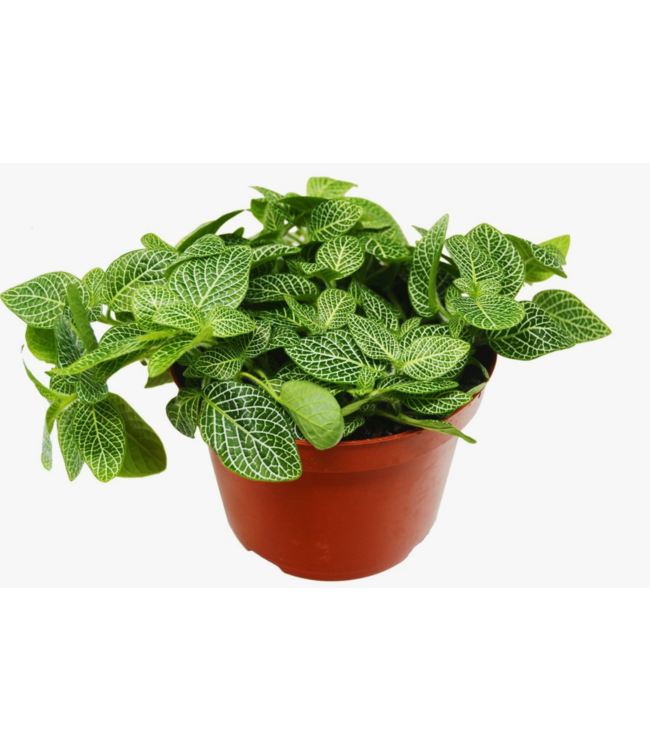 Fittonia Assorted 4"