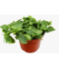 Fittonia Assorted 4"