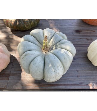 26 Pumpkin Large