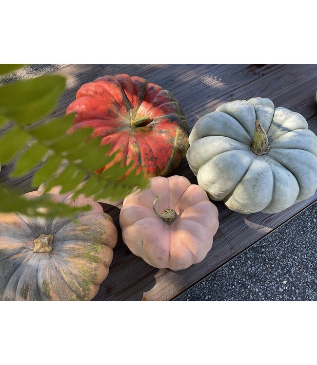 26 Pumpkin Large