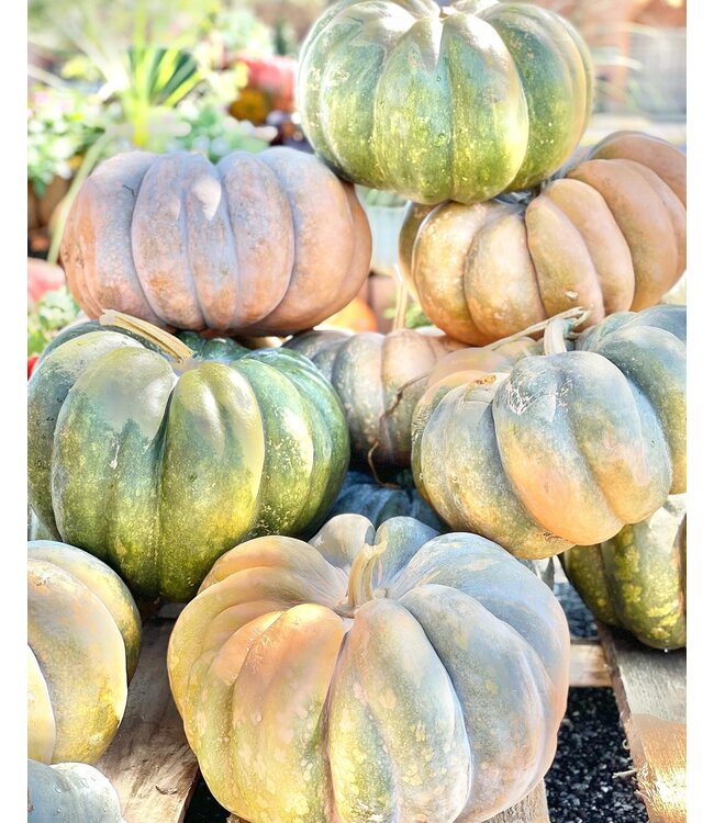 26 Pumpkin Large