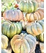 26 Pumpkin Large