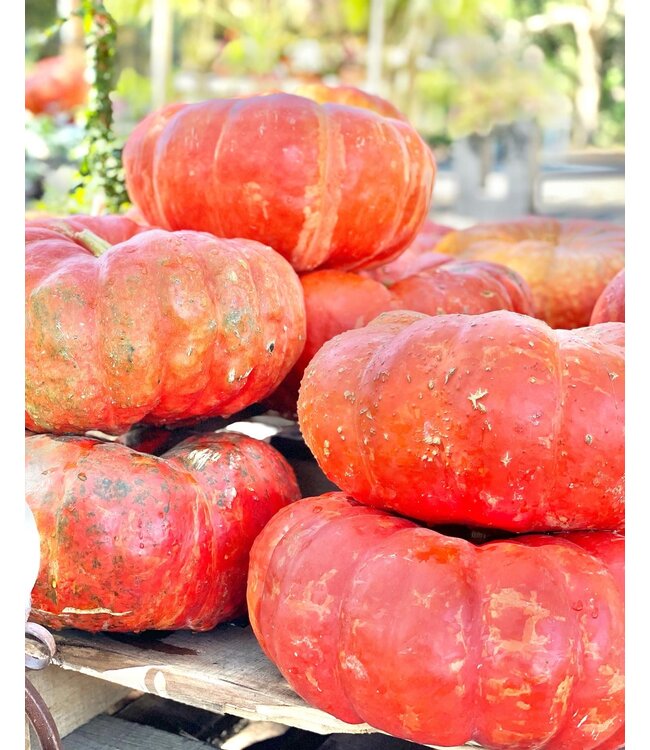 26 Pumpkin Large