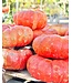 26 Pumpkin Large