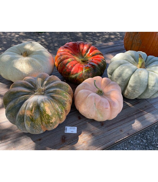 26 Pumpkin Large