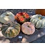 26 Pumpkin Large