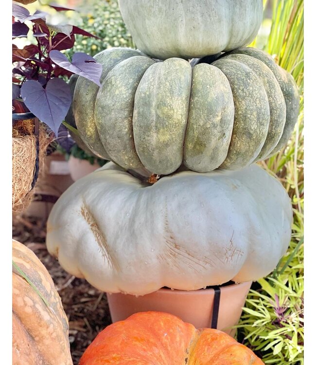 26 Pumpkin Large