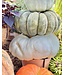 26 Pumpkin Large