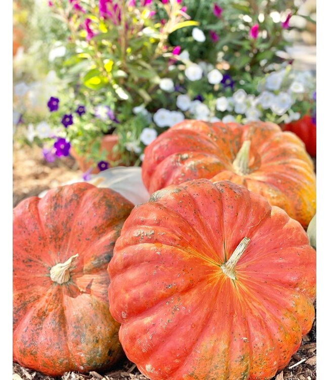 26 Pumpkin Large