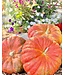 26 Pumpkin Large