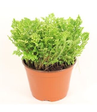 The Plant Shoppe Frosty Fern 6"