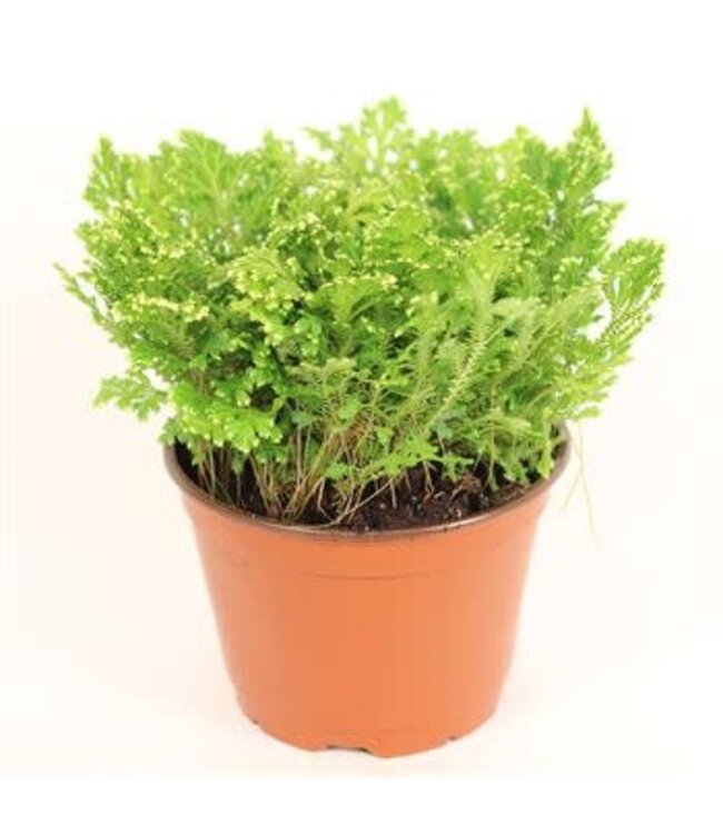 The Plant Shoppe Frosty Fern 6"