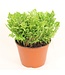 The Plant Shoppe Frosty Fern 6"