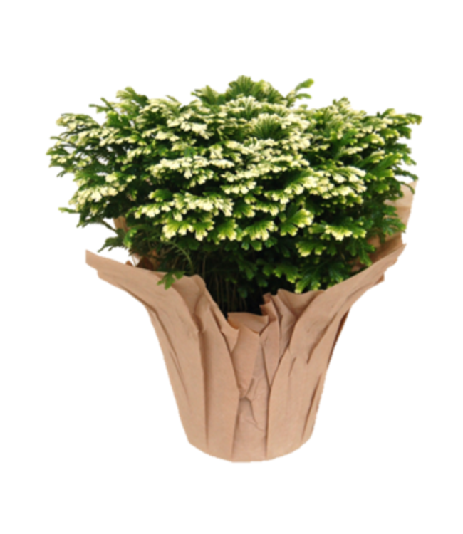 The Plant Shoppe Frosty Fern 6"