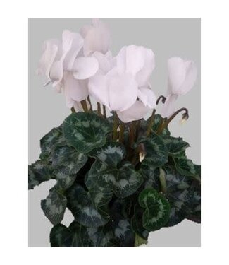 Cyclamen White 6"
