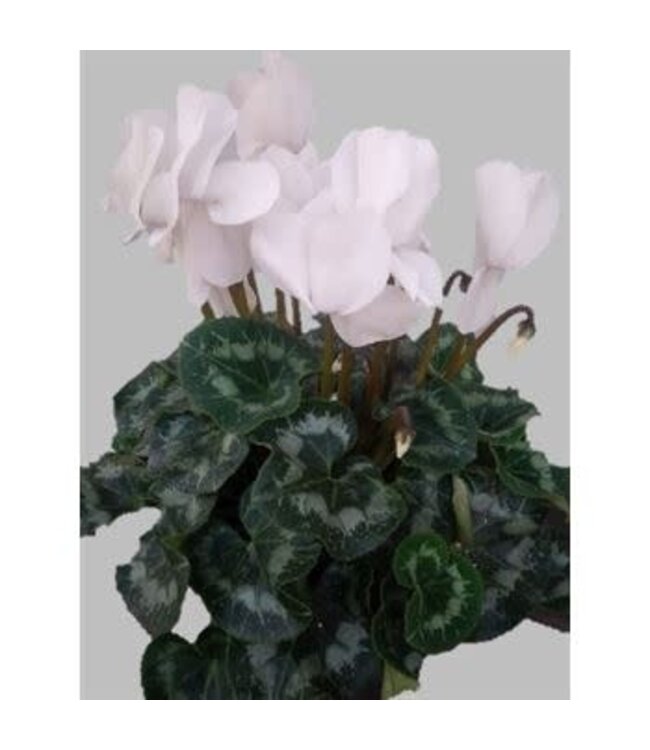Cyclamen White 6"