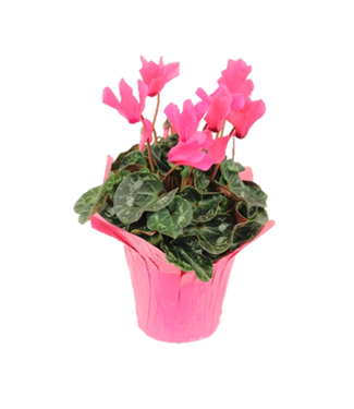 The Plant Shoppe Cyclamen Assorted 6"