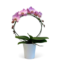 The Plant Shoppe Phal. Infinity Orchid 5"