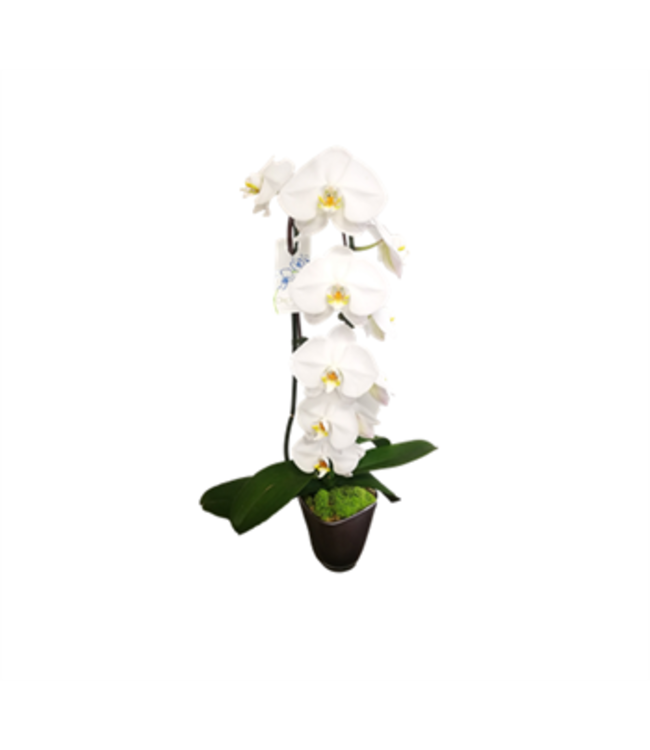 Phal. Orchid Waterfall 5"