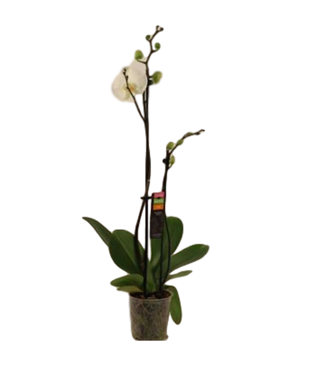 Magnifica Orchid Double Spike ALL WHITE 5"