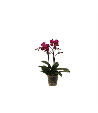 Phal. Orchid 2 Spike 3"