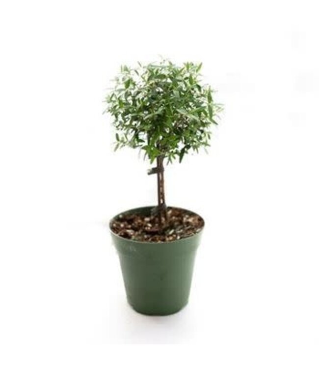The Plant Shoppe Myrtle Topiary 4.5"