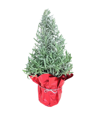 Lavender Tree 6"