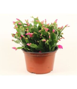 Zygo Cactus Pan Premium 8"