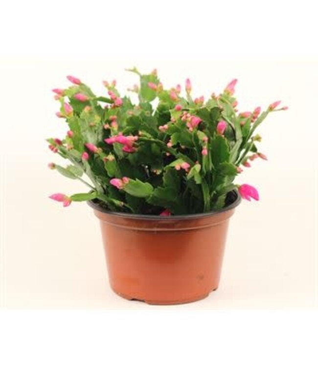 Zygo Cactus Pan Premium 8"