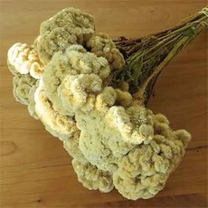 Dried Flowers - COCKSCOMB BUFF