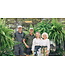 The Plant Shoppe Fern Sword / Kimberly 10" Hanging Basket