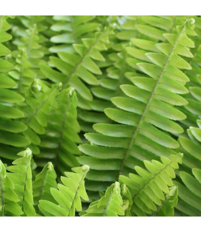 The Plant Shoppe Fern Sword / Kimberly 10" Hanging Basket