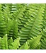 The Plant Shoppe Fern Sword / Kimberly 10" Hanging Basket