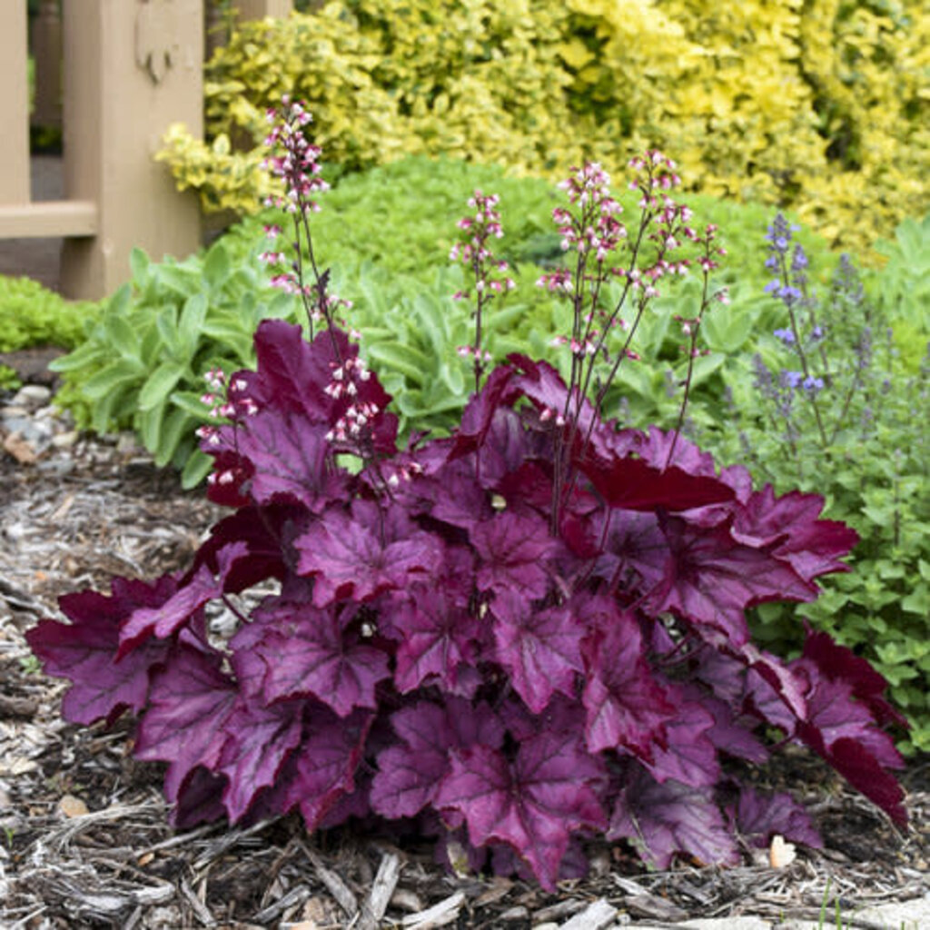 Heuchera 'Primo Wild Rose' Proven Winners