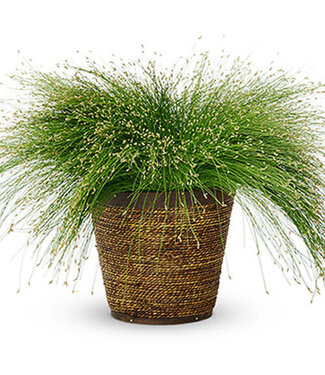 Graceful Grasses Fiber Optic Proven Winners  1G