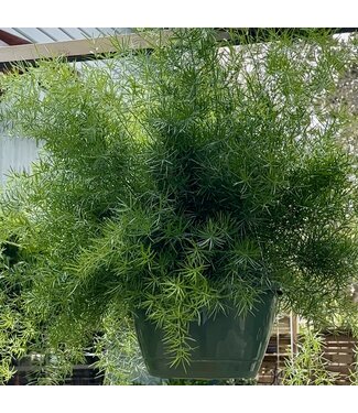 HB-Fern Asparagus 10" Hanging Basket