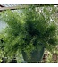 Fern Asparagus 10" Hanging Basket