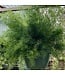 HB-Fern Asparagus 10" Hanging Basket