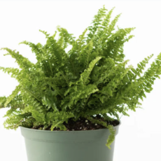 Fern Fluffy Ruffle  6"