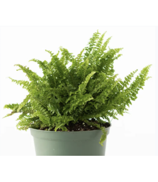 Fern Fluffy Ruffle  6"