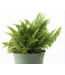 Fern Fluffy Ruffle  6"