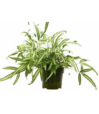 Fern - Pteris Silver Ribbon 6" Grow Pot