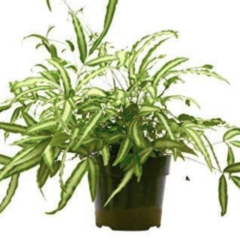 Fern - Pteris Silver Ribbon 6" Grow Pot