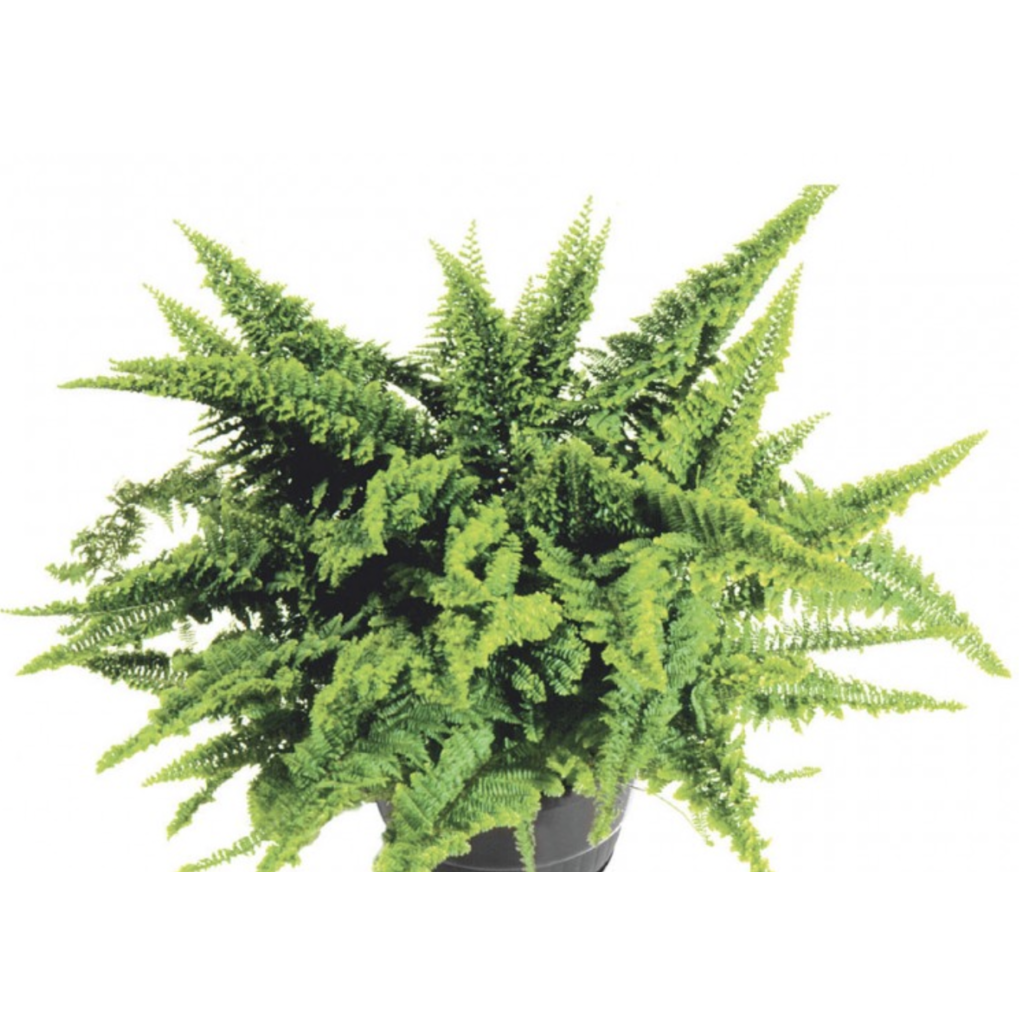 Fern Fluffy Ruffle  6"