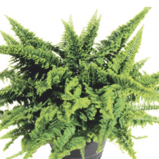 Fern Fluffy Ruffle  6"