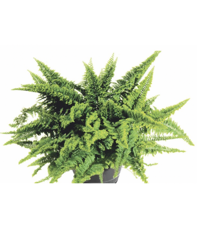 Fern Fluffy Ruffle  6"