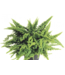 Fern Fluffy Ruffle  6"