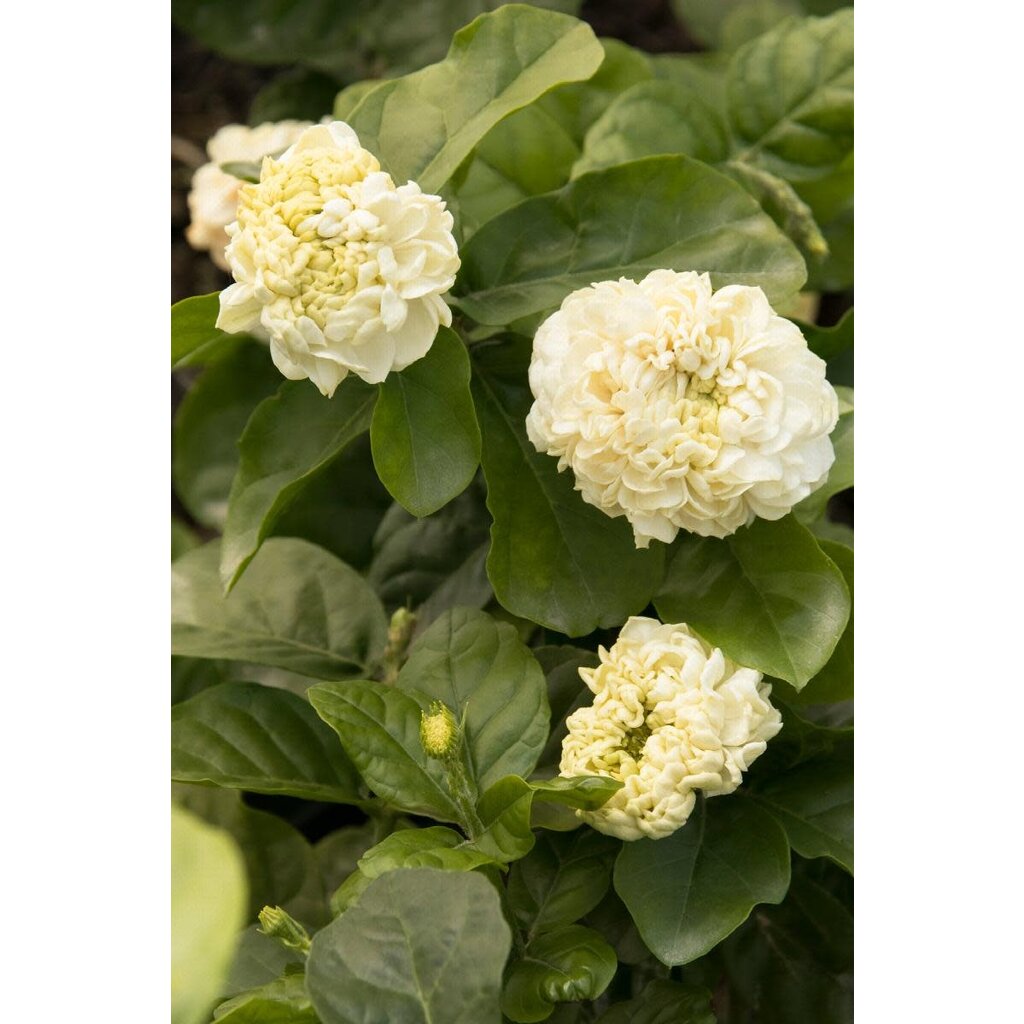 Summer Soul Arabian Jasmine 1.6G